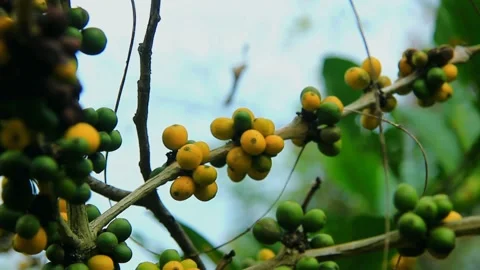 Yellow coffee beans Stock Footage 159439597