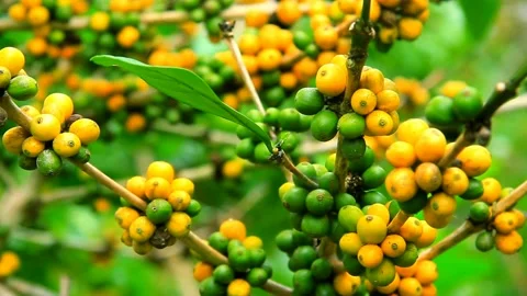 Yellow coffee beans Stock Footage 159440303