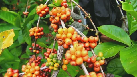 Yellow coffee beans Stock-Footage 159441236