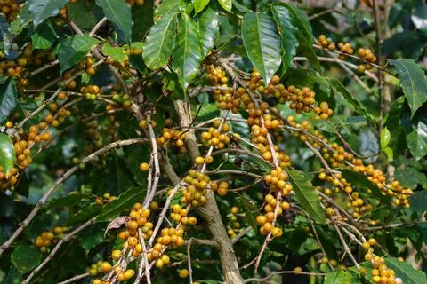 Yellow coffee fruit tree 库存照片