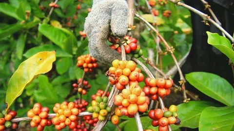 Yellow coffee harvest Stock-Footage 159562083