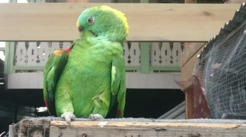 Golden Collared Macaw Stock Video Footage | Royalty Free Golden ...