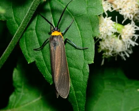 Yellow-collared scape moth Stock Photos