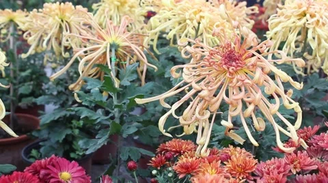 Yellow Cologne to be Chrysanthemum Video stock 42293468