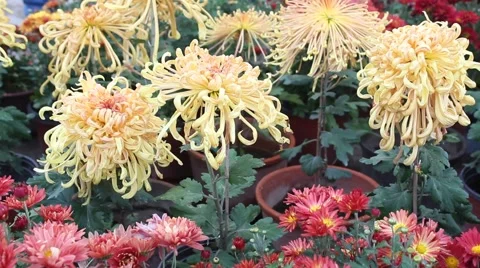 Yellow Cologne to be Chrysanthemum Stock-Footage 42447360