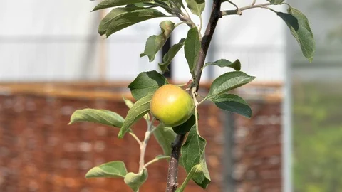 A yellow color fruit hanging on the stem of the plant Stock Footage 116472360