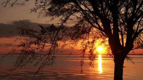 Yellow Color Of Silhouette Tree On Beach Stock Footage 107730902