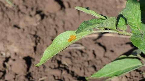 Yellow colorado beetle bug eggs on potato plant leaf Stock Footage 34495970
