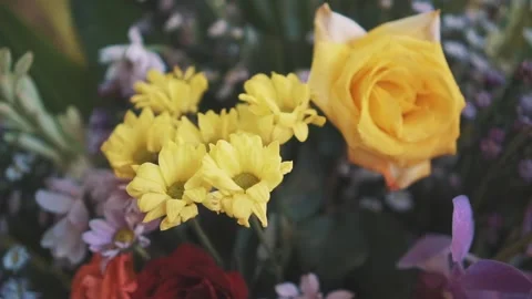 Yellow colored flower Stock Footage
