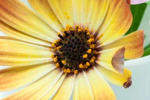 Yellow colored flower Stock Photos