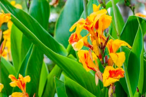 Yellow colored flower Stock Photos