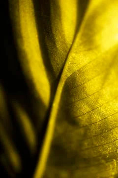 The yellow colored isolated macro back side of the of a leaf Stock Photos