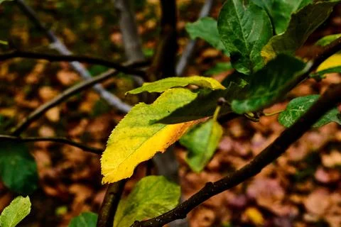 Yellow colored leaf on the bush Stock-Fotos