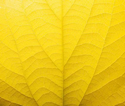 Yellow colored leaf texture pattern photo. Stock Photos