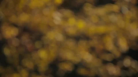 Yellow Colored Leaves Blurry Motion Background Video stock 12733514