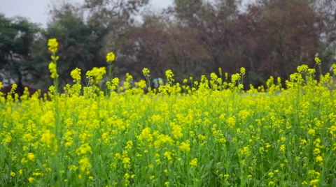 Yellow Colored Pasture Stock Footage 41759152