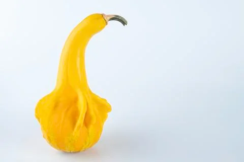 Yellow colored pumpkins on a white background Stock Photos