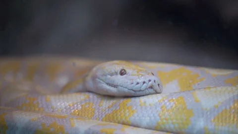 A yellow colored python is resting in its nest Stock Footage 97933039