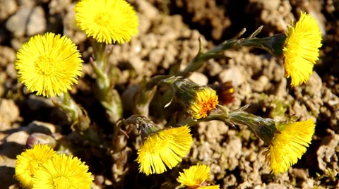 Yellow coltsfoot Stock Footage 36017275