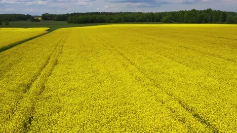Yellow colza field, summer agriculture landscape from above Stock Footage 166345732