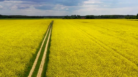 Yellow colza field, summer agriculture landscape from above Stock Footage 166345789