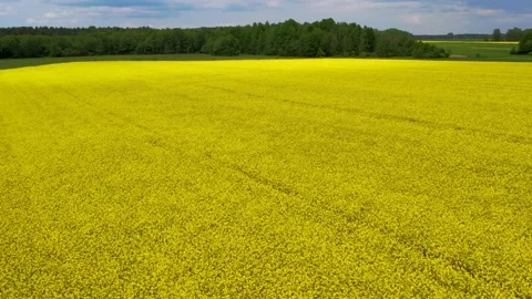 Yellow colza field, summer agriculture landscape from above Stock Footage 166345937