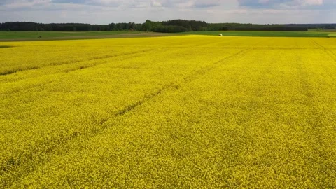 Yellow colza field, summer agriculture landscape from above Stock Footage 166345962