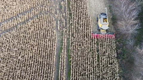 A yellow combine harvesters corn Stock Footage 165702994