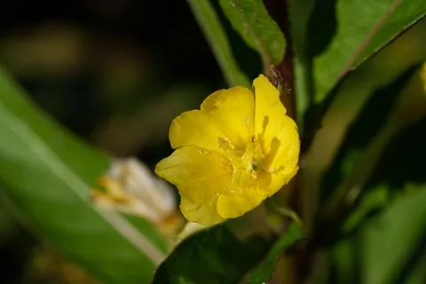 A yellow Common Evening Primrose 스톡 사진
