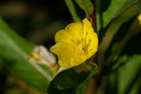 A yellow Common Evening Primrose Stock-Fotos