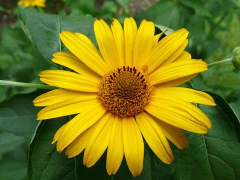 Yellow composite flower Stock Photos
