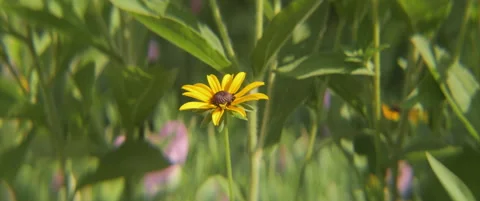 Yellow cone flower inflorescence by spring 4K scope video Stock Footage 314876818