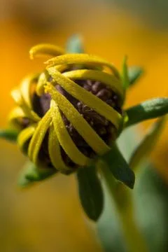 Yellow coneflower develops new petals Stock Photos