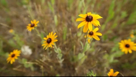 Yellow Coneflower 스톡 동영상 11288372