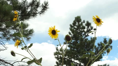 Yellow coneflower 動画素材 49835520