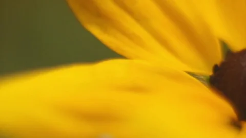 Yellow Coneflower Video stock 82239845