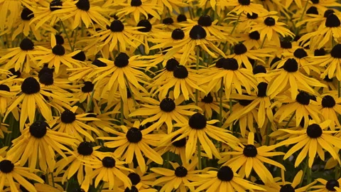 Yellow coneflower patch, natural background 動画素材 249947464