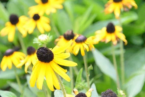 Yellow Coneflower 写真素材