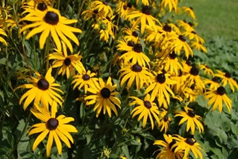 Yellow Coneflowers Stock Footage 8760268