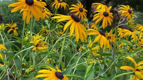 Yellow coneflowers Stock Footage 136399043