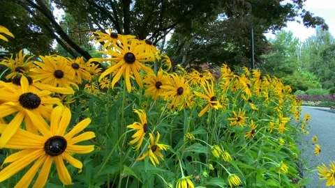 Yellow coneflowers Stock Footage 136399059