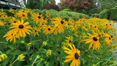 Yellow coneflowers Stock Footage 136399069