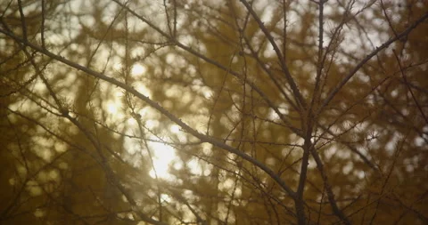 Yellow conifers Stock Footage 142156091