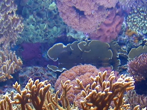 Yellow Coral Video stock 490410