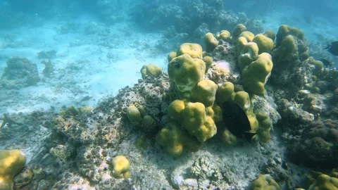 Yellow Coral Formations on Sandy Reef in Sumatra Stock Footage 343138677