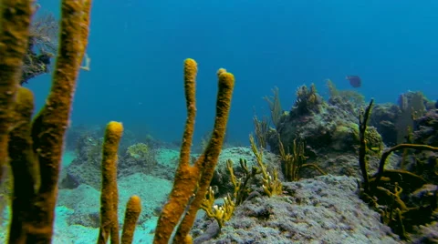 Yellow coral while snorkeling Stock Footage 42723988