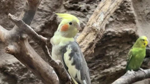 Yellow corella parrot in cage Video stock 329951463