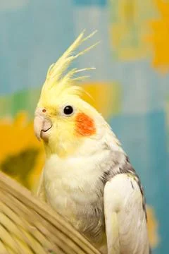 A yellow corella parrot with red cheeks and long feathers Stock Photos