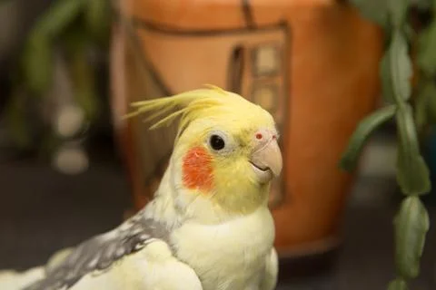 A yellow corella parrot with red cheeks and long feathers Stock Photos