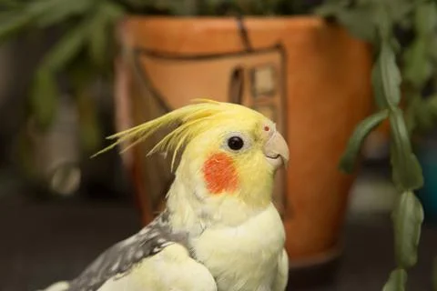 A yellow corella parrot with red cheeks and long feathers Stock Photos